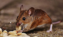 24 Hour & Emergency Exterminators in Wesleyan Col, NC